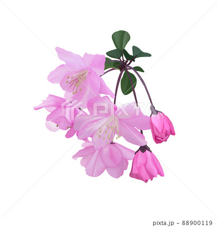 鮮やかなピンク色のハナカイドウ　線画なし 88900119