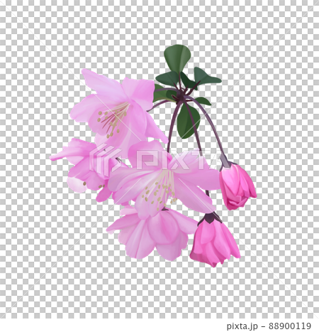 Bright pink Malus halliana without line drawing 88900119