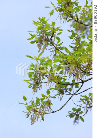 小楢(コナラ)の若葉と雄花 小楢(コナラ)の若葉と雄花 88900192