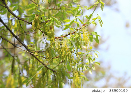 小楢(コナラ)の若葉と雄花 小楢(コナラ)の若葉と雄花 88900199