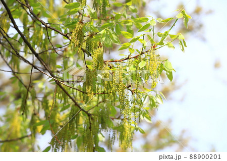 小楢（コナラ）の若葉と雄花 88900201