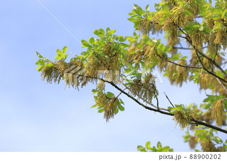 小楢（コナラ）の若葉と雄花 88900202