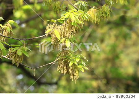 小楢（コナラ）の若葉と雄花 88900204