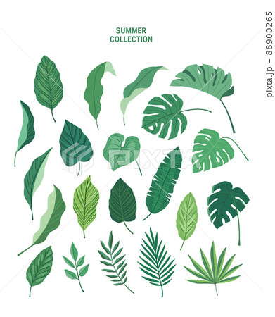 葉 木の葉 植物 88900265