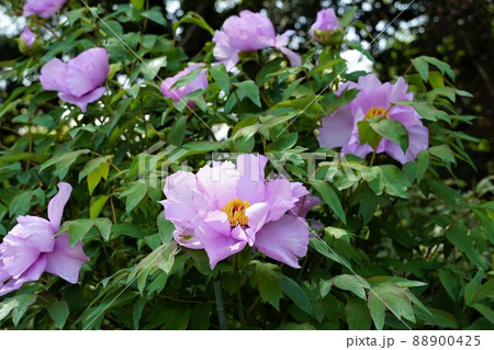 春うらら 茨城県つくば市 つくば牡丹園に咲く 薄紫色の牡丹の花の風景 アップ・イメージ 春うらら 茨城県つくば市 つくば牡丹園に咲く 薄紫色の牡丹の花の風景 アップ・イメージ 88900425