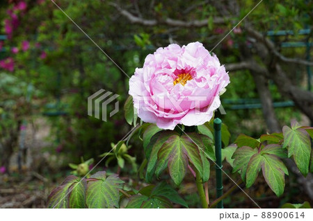 春うらら 茨城県つくば市 つくば牡丹園に咲く 薄紫色の牡丹の花の風景 アップ・イメージ 春うらら 茨城県つくば市 つくば牡丹園に咲く 薄紫色の牡丹の花の風景 アップ・イメージ 88900614
