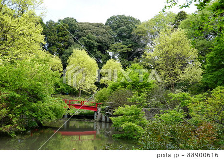 春うらら 茨城県つくば市 若葉が繫 つくば牡丹園の風景 春うらら 茨城県つくば市 若葉が繫 つくば牡丹園の風景 88900616