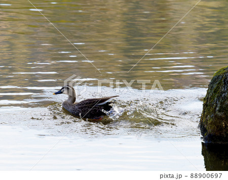 池に佇む鴨 池に佇む鴨 88900697