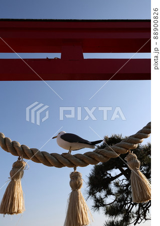 春の蕪島_蕪島神社とウミネコ(青森県八戸市) 春の蕪島_蕪島神社とウミネコ(青森県八戸市) 88900826