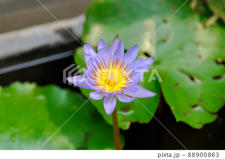 lotus or purple lotus or Water Lily or Nymphaea lotus or NYMPHAEACEAE 88900863