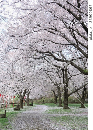 新潟県 弁天潟風致公園の桜 新潟県 弁天潟風致公園の桜 88900867
