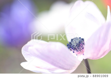 アネモネの花びら 88901069