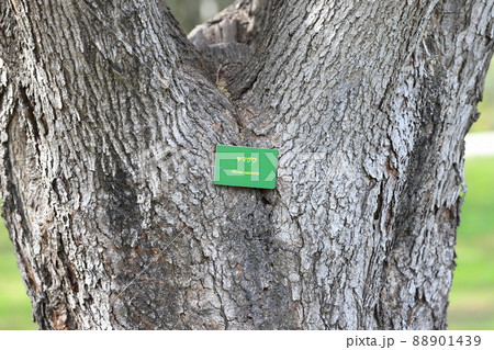 山桑（ヤマグワ）の幹と樹皮 88901439