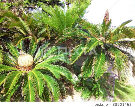 ソテツの雌花と雄花の写真素材