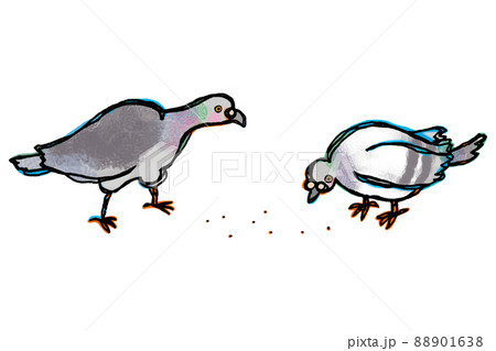 2羽のドバトが餌を食べている 2羽のドバトが餌を食べている 88901638