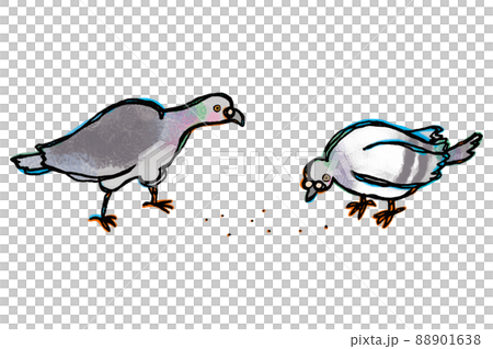 2羽のドバトが餌を食べている 2羽のドバトが餌を食べている 88901638