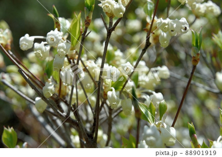ドウダンツツジの花 88901919