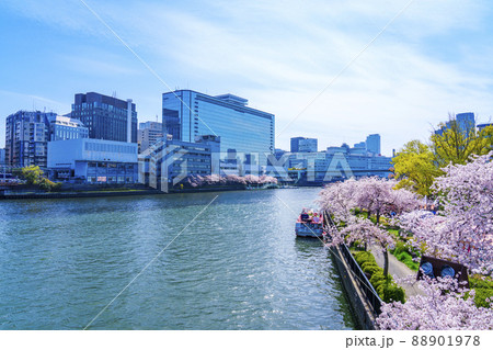 大川沿いから見る桜並木　天満橋方面【大阪】 88901978