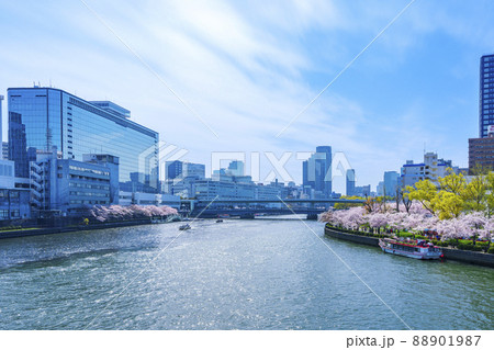 大川沿いの桜並木　天満橋方面【大阪　毛馬桜之宮公園】 88901987