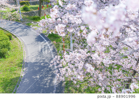 大川 川崎橋付近の桜並木 大川 川崎橋付近の桜並木 88901996