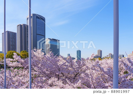 大阪アメニティーパークと桜 88901997