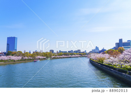 大川沿いの満開の桜並木【毛利桜之宮公園】 88902013