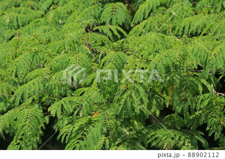 ネムノキの葉 88902112