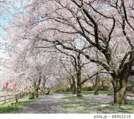新潟県 弁天潟風致公園の桜 新潟県 弁天潟風致公園の桜 88902218
