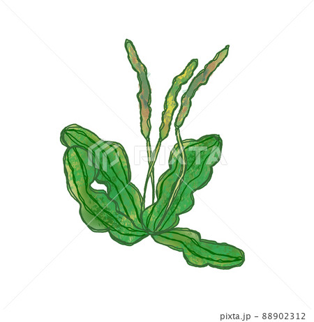 夏の道端のオオバコ Plantago asiatica 夏の道端のオオバコ Plantago asiatica 88902312