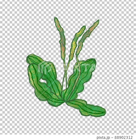 夏の道端のオオバコ Plantago asiatica 夏の道端のオオバコ Plantago asiatica 88902312