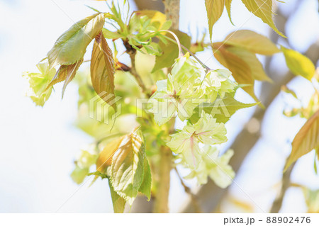 鬱金桜 うこん桜 鬱金桜 うこん桜 88902476