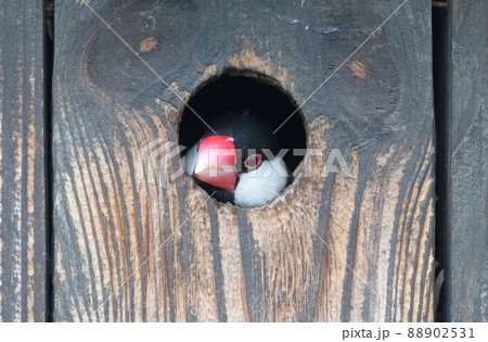 Java Finch emerging from a hole in a birdhouse 88902531