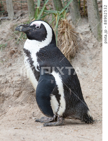 African Penguin resting on the sand African Penguin resting on the sand 88902532