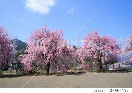 枝垂れ桜とグランド（神奈川県相模原市　青山地区） 88902557
