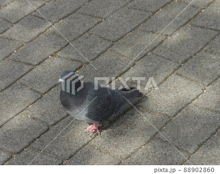 公園でおさんぽするかわいい鳩の写真素材 [88902860] - PIXTA