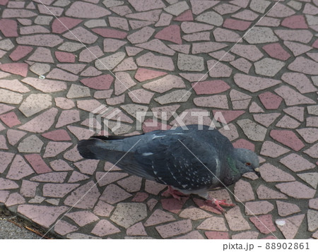 公園でおさんぽするかわいい鳩の写真素材 [88902861] - PIXTA