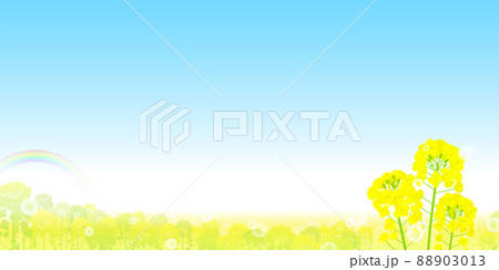 菜の花畑と虹と青空の風景 菜の花畑と虹と青空の風景 88903013