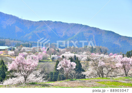 森林スポーツ公園 チャオルの森周辺を望む(長野県高山村)【2022.4】 森林スポーツ公園 チャオルの森周辺を望む(長野県高山村)【2022.4】 88903047