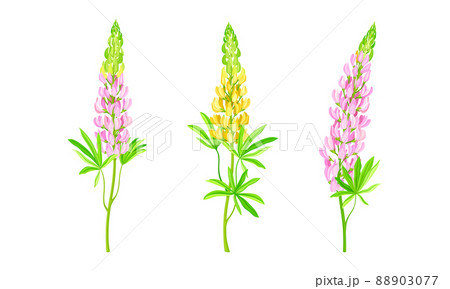 Yellow and pink lupine plants, summer garden or meadow flowers vector illustration Yellow and pink lupine plants, summer garden or meadow flowers vector illustration 88903077