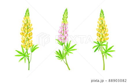 Yellow and pink lupine flower. Summer garden or meadow plant vector illustration 88903082