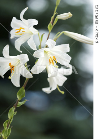 マドンナリリー 百合が原公園 札幌市 マドンナリリー 百合が原公園 札幌市 88903181