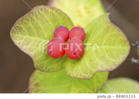 チシマヒョウタンボク 滝野すずらん丘陵公園 札幌市 チシマヒョウタンボク 滝野すずらん丘陵公園 札幌市 88903233
