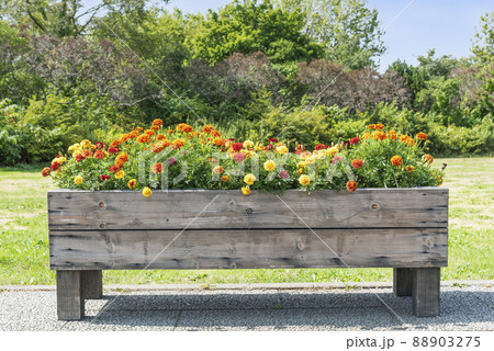マリーゴールド　百合が原公園　札幌市 88903275