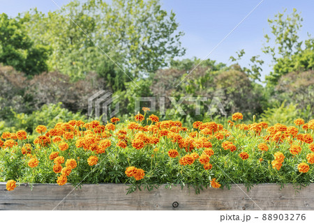 マリーゴールド　百合が原公園　札幌市 88903276