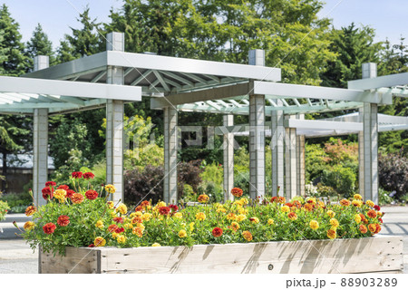 マリーゴールド 百合が原公園 札幌市 マリーゴールド 百合が原公園 札幌市 88903289