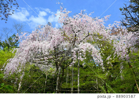 4月に歩く京都市の世界遺産龍安寺のしだれ桜01 4月に歩く京都市の世界遺産龍安寺のしだれ桜01 88903587