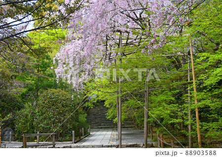 4月に歩く京都市の世界遺産龍安寺の参道01 88903588