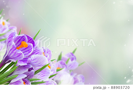 Violet crocus flowers Violet crocus flowers 88903720