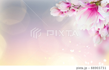 Blossoming pink magnolia tree Flowers Blossoming pink magnolia tree Flowers 88903731