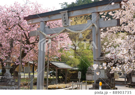 黒田の百年桜 88903735